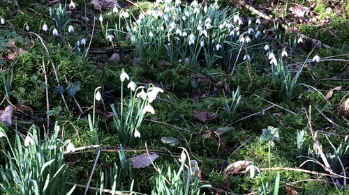 Bientôt le printemps !